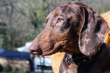 portrait of a sausage dog, dachshund