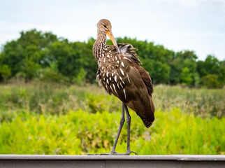 Brown Limpkin foraging in the grass at Gainesville wetlands in Florida.