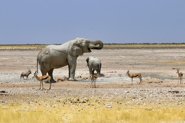 African elephants (Loxodonta africana) at the waterhole - Namibia Africa 