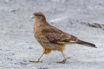 Chimango Caracara (Milvago chimango) at Patagonia - Argentina