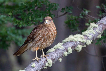 Chimango Caracara (Milvago chimango) at Patagonia - Argentina