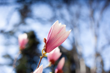 White pink magnolia tree blossoms. Awakening beauty of nature. Spring mood. Romantic background....