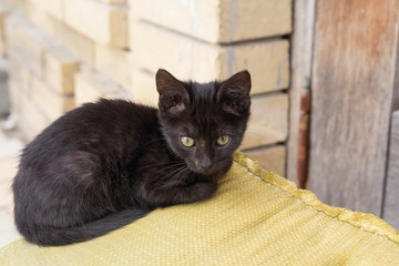 Homeless black kitten sits near a barn. Pets