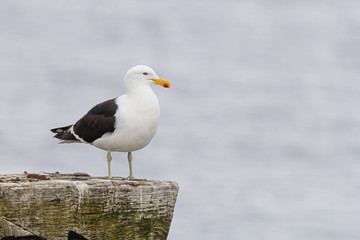 Seagull standing on dock wood, Also known as the Dominican gull and Black Backed Kelp Gull. Scientific name: Larus dominicanus.