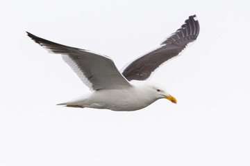 Seagull in flight on white sky background, view from side. Flying kelp gull, also known as the Dominican gull and Black Backed Kelp Gull. Scientific name: Larus dominicanus.