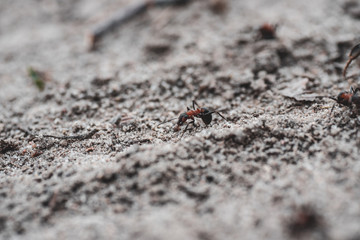 Mrówka na piasku