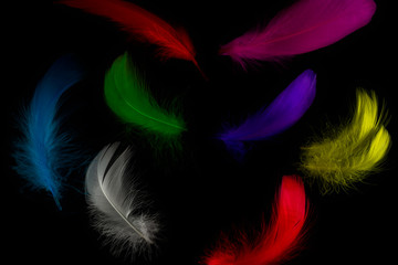 Obraz premium Detailed view from the top to the differently colored feathers