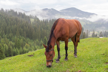 Fototapeta na wymiar Horse grazes in the morning on the mountain pasture. Carpathians
