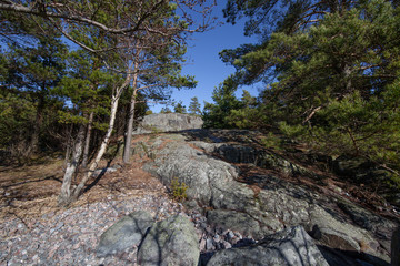 Rocky path in the forest.
