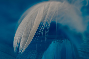 Macro view of one white feather