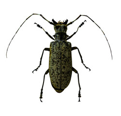 beetle gray longhorn beetle isolated on white background