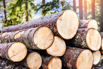 Log trunks pile, the logging timber forest wood industry. Wooden trunks