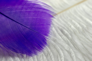 Macro view of lying violet feather