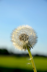 white fluffy dandelion close-up  against the sky