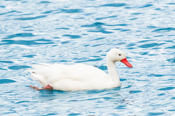 Coscoroba Swan (Coscoroba coscoroba) in southern Chile