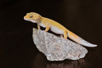 Cute exotic pet reptile gecko Leopard Gecko-eublepharis in selective focus. Artificial lighting.