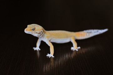 Cute exotic pet reptile gecko Leopard Gecko-eublepharis in selective focus. Artificial lighting.