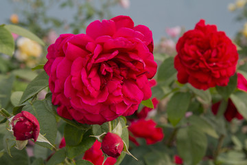 Red peony flowers in the garden. Nature