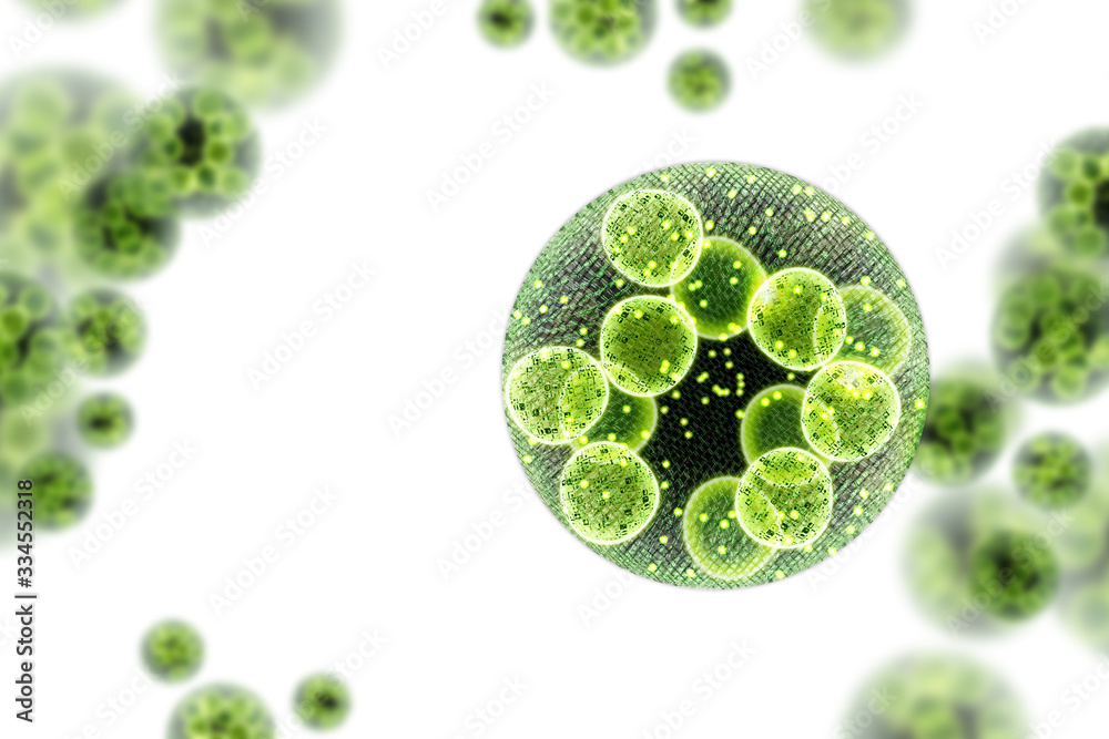 Wall mural green algae cells 3d illustration