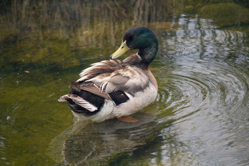 Ducks are swimming in the pond. Birds