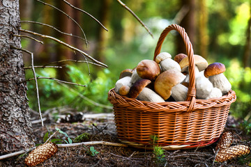 Mushroom Boletus in wicker basket. Autumn Cep Mushrooms. Spring Boletus edulis detail. Cooking...