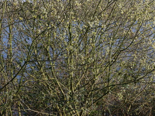 Tangle of branches of a willow bush shrub, still without leaves but full of flowers called catkins. Blue water in the blurred background