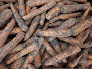 A lot of dirty carrots on the table in the supermarket. Natural carrots with pieces of dirt and soil