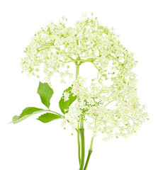 Elderflower blossoms on a white background. Flowers with leaves.