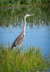 Great Blue Heron standing in long grass at Orlando wetlands marshy pond near Cape Canaveral Florida.