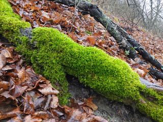 Green moss. Close up.