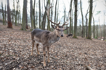 Fallow deer