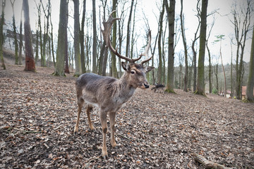 Fallow deer