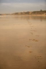 Horseshoe Footprint on the Beach in Conil, Spain