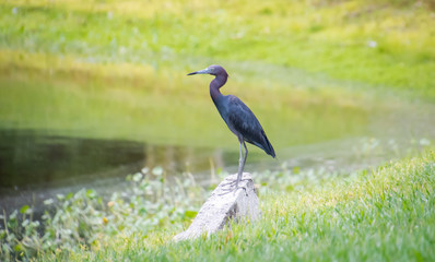 Reddish Egret off roadside in Gainesville Florida wetland.