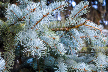 Naklejka na ściany i meble Green prickly branches of fir-tree, pine or spruce tree