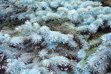 Green prickly branches of fir-tree, pine or spruce tree