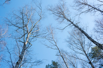 Trees with blue sky