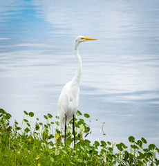 Great White Egret fishing in wetland lake in Gainesville Florida.