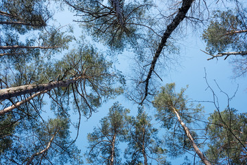 Trees with blue sky