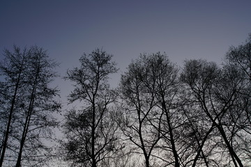 Fototapeta na wymiar Evening sky with trees Alnus glutinous