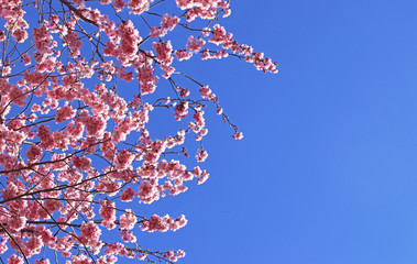 pink blooming springtime tree, blue sky
