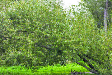 Lush crown of willow, Salix fragilis tree with young green leaves. Foliage wall