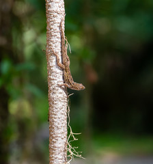 Anole Lizard basking on log in wetlands park in Gainesville Florida.