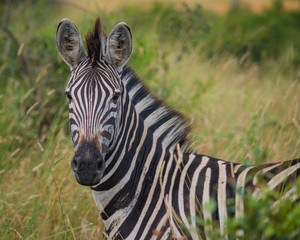 Zebra portrait on South African safari
