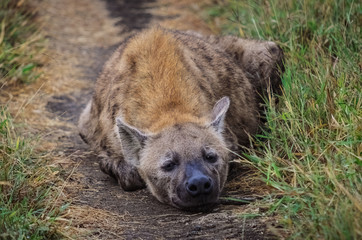 Hyena resting on a dirt path