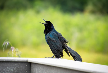 Boat Tailed Grackle sitting on boardwalk in Gainesville wetlands in Florida.