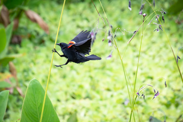 Red Winged Blackbird landing on grass in wetlands in Gainesville Florida.