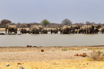 Fototapeta na wymiar African elephants (Loxodonta africana) at the waterhole - Namibia Africa 
