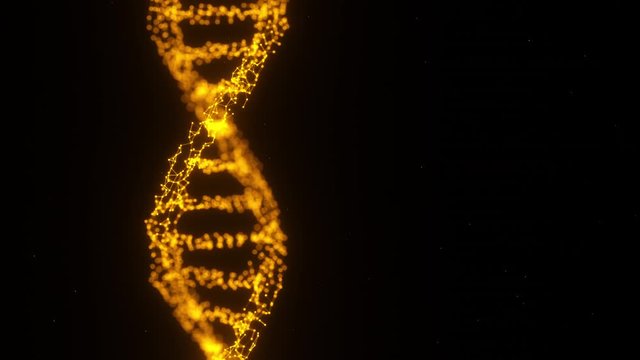 3D plexus of human DNA rotates. Golden luminous particles. A looped video footage. The motion design. 4K.