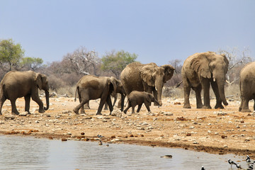 Fototapeta premium African elephants (Loxodonta africana) at the waterhole - Namibia Africa 